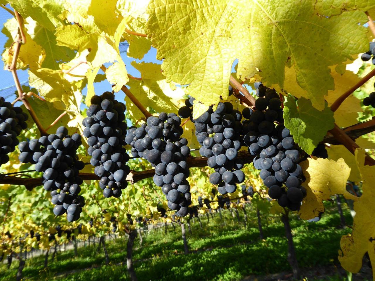 Grey Ridge Vineyard Experience Bed & Breakfast อเล็กซานดรา ภายนอก รูปภาพ